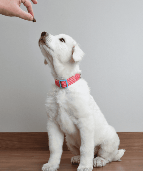Downward Dog CBD Dog Chews